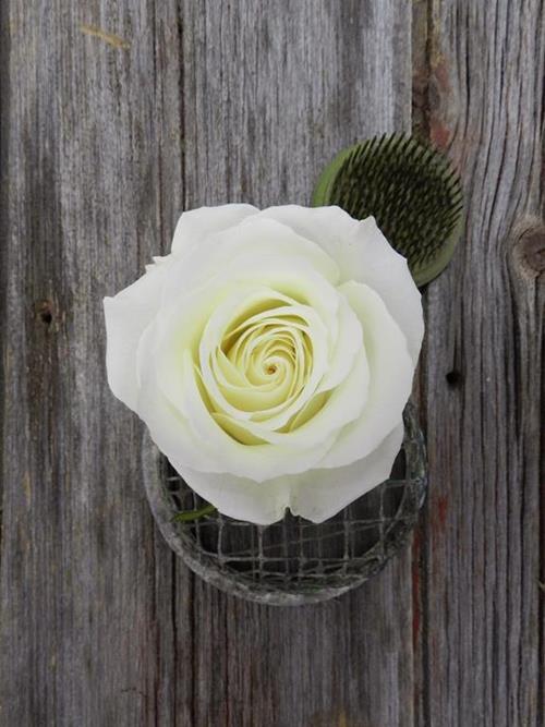 SNOWY JEWEL   WHITE ROSE